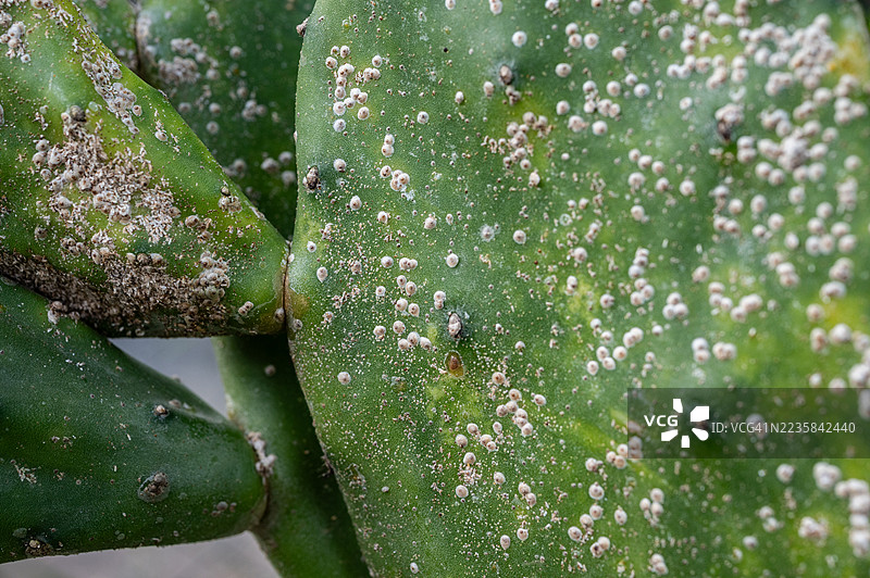 仙人掌上的刺吸虫问题，正在吸食植物的汁液。图片素材