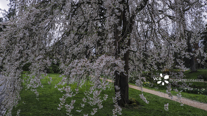 法国巴黎市布洛涅森林公园内，春意盎然，景色宜人，空间开阔。图片素材