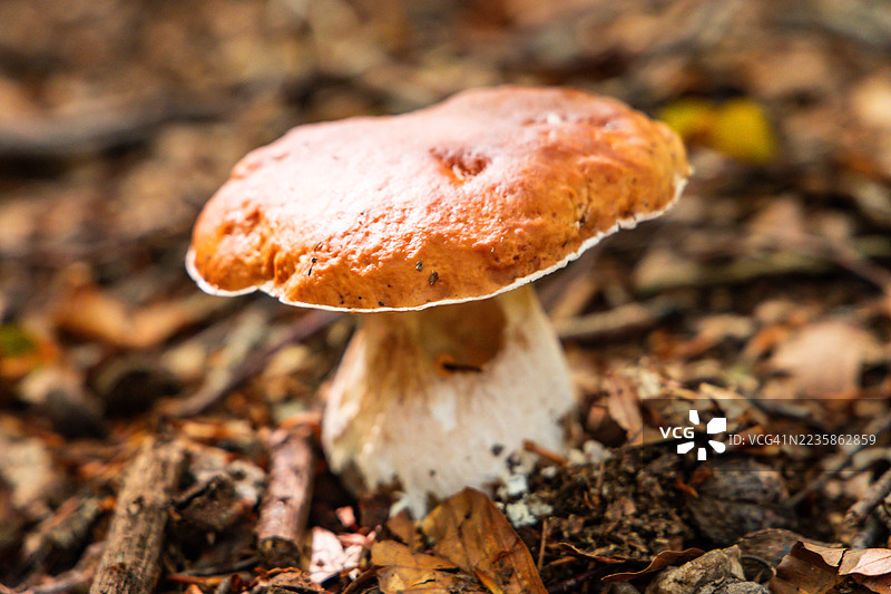 特写镜头：秋叶丛林中生长的可食用蘑菇图片素材