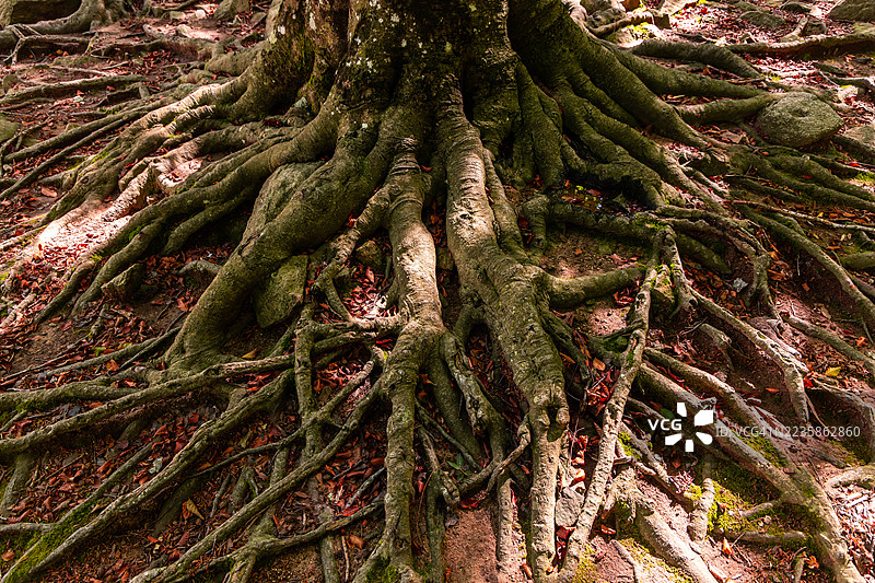 秋季林地里，巨大的山毛榉树根系蔓延在地表图片素材
