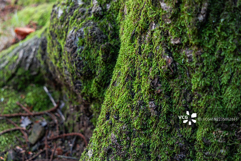 森林中，特写镜头捕捉到生长在山毛榉树皮上的绿色苔藓图片素材