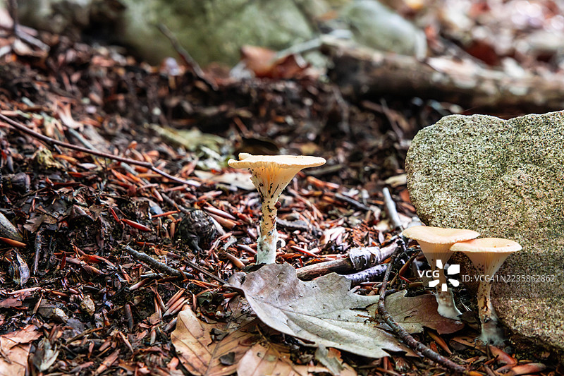 森林里，野生的蘑菇生长在干枯的树叶和岩石之间。图片素材