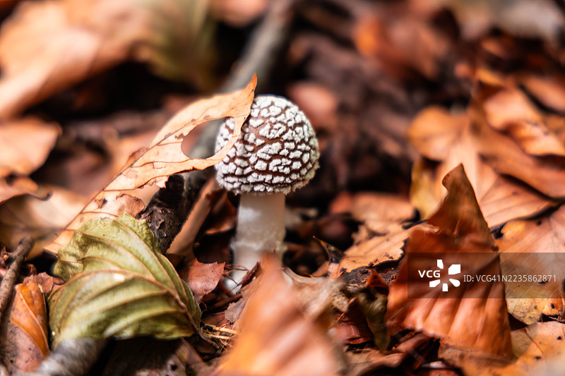 秋叶林地中生长的蘑菇的宏观视图图片素材