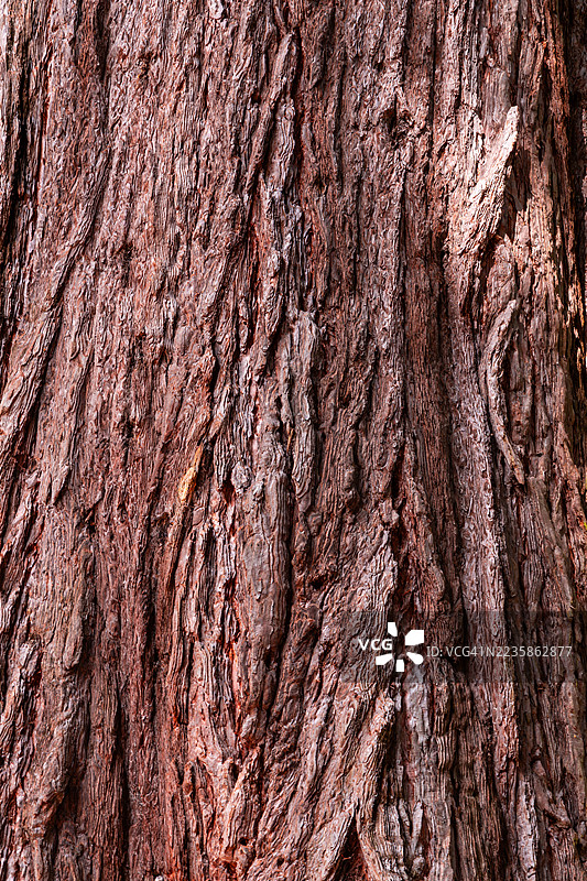 特写镜头下古老树皮的纹理图片素材
