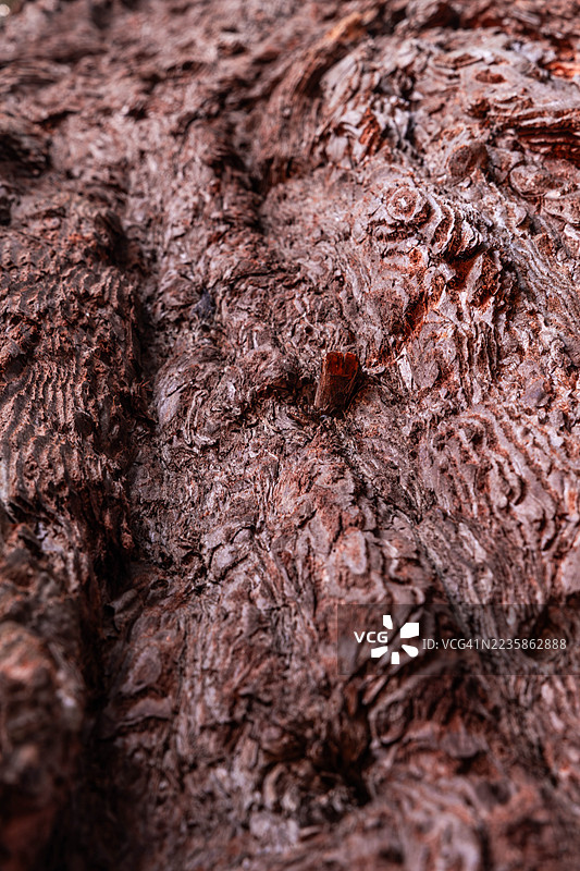 特写镜头下的老树皮纹理图片素材
