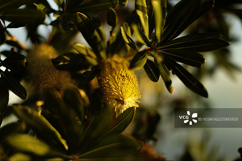 黄柳瓶刷图片素材