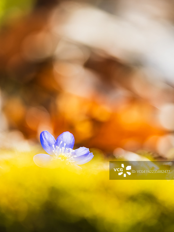 海葵花的特写镜头图片素材