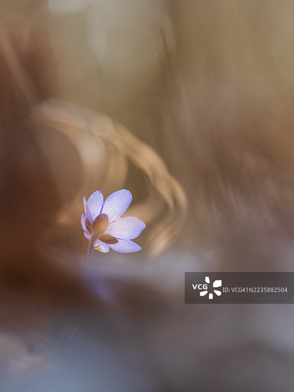 海葱花的选择性聚焦图片素材