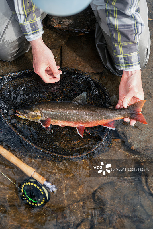 高角度视图的渔民正在水中从网中取出鳟鱼图片素材