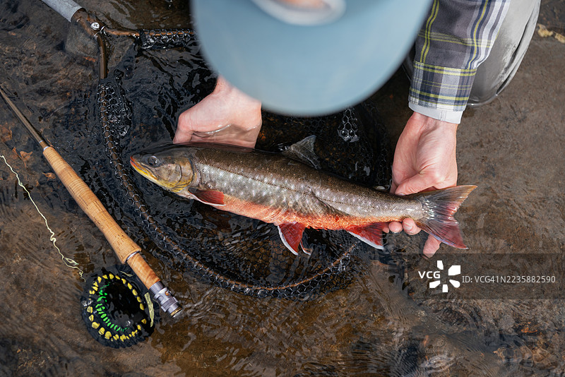 从上方直接拍摄的渔民在水中从网中取出鳟鱼图片素材