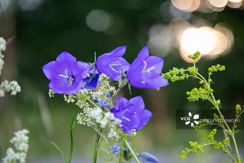 紫色铃兰植物的特写镜头图片素材