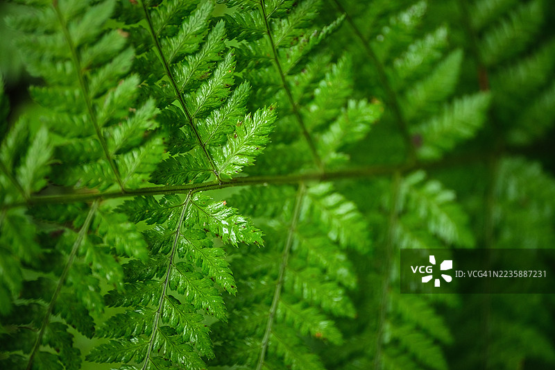 夏日蕨类植物特写图片素材