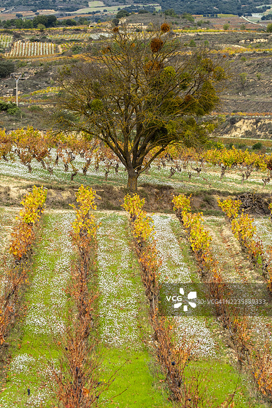 拉里奥哈的秋季葡萄园行与树木图片素材