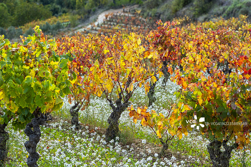 拉里奥哈葡萄酒产区的秋季色彩葡萄园图片素材