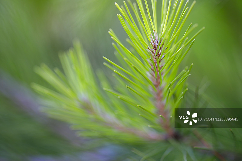 新鲜松枝特写图片素材