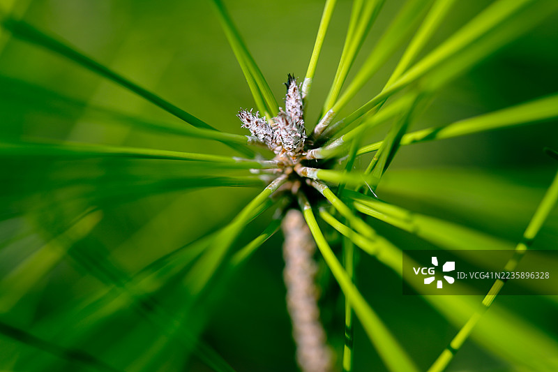 绿底上的年轻松树嫩芽图片素材