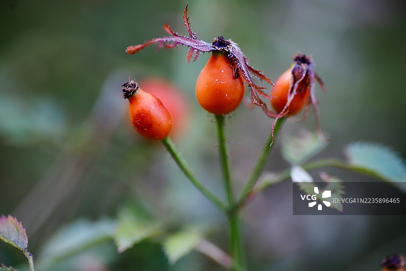 灌木丛上成熟的玫瑰果图片素材