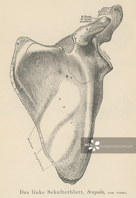 旧版雕刻插图显示右肩胛骨，肩胛骨或肩胛，连接肱骨（上臂骨）与锁骨（锁骨）的骨骼。图片素材