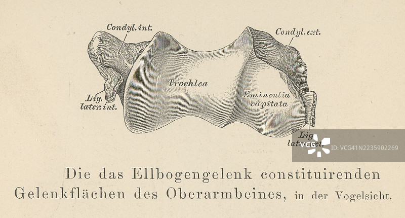 旧版雕刻插图显示肘关节的四个主要韧带：尺侧（内侧）副韧带、桡侧（外侧）副韧带、环状韧带和方韧带图片素材