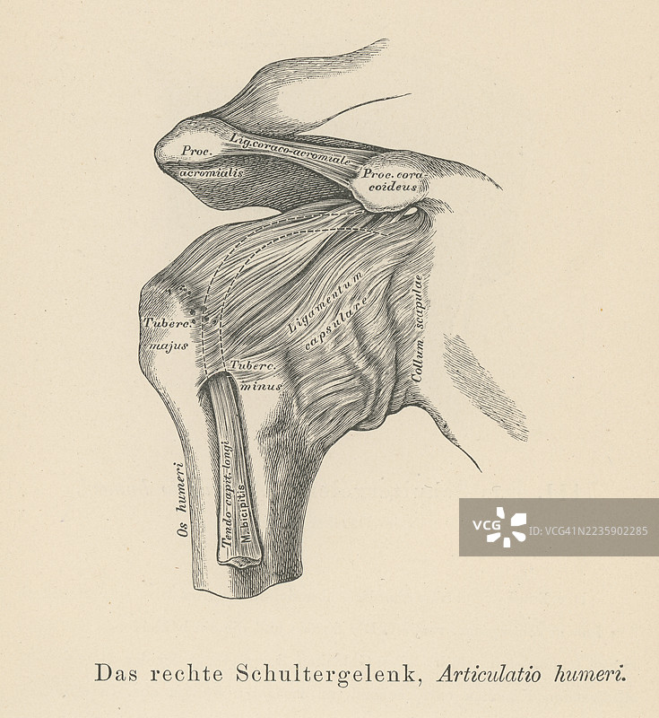 旧版雕刻插图的人体韧带 - 肩关节图片素材