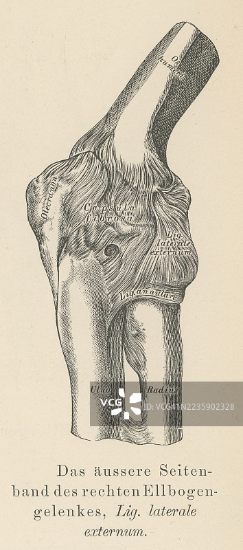 老式雕刻插图显示肘关节的四个主要韧带：尺侧（内侧）副韧带、桡侧（外侧）副韧带、环状韧带和方韧带图片素材