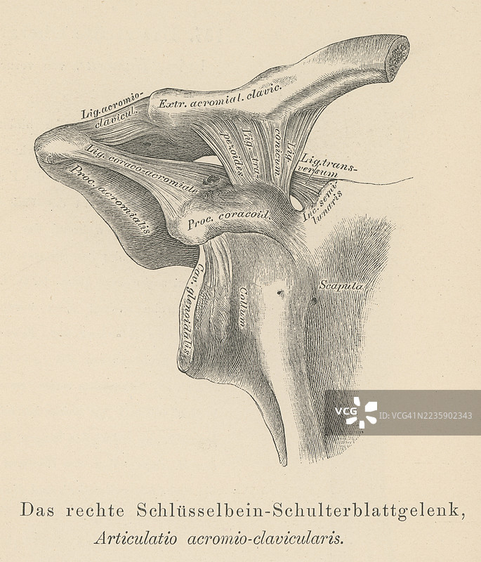 旧版雕刻插图显示肩锁关节或AC关节，这是位于肩部顶部的一个关节。图片素材