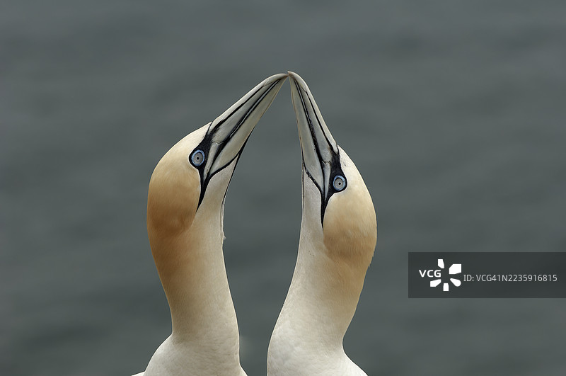 相爱的海鸥图片素材