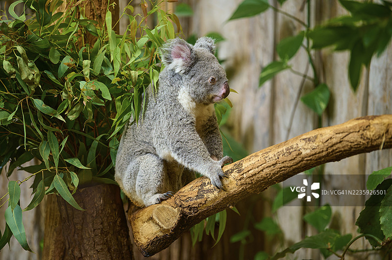 一只专注的考拉坐在树枝上，周围环绕着树叶，考拉（Phascolarctos cinereus）生活在澳大利亚，圈养于德国。图片素材