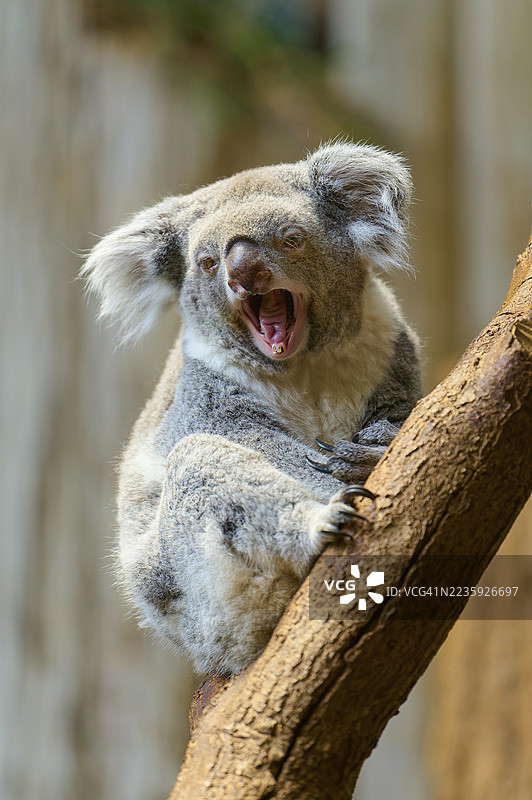 一只考拉坐在树枝上打哈欠，考拉（Phascolarctos cinereus），生活在澳大利亚，圈养，德国图片素材