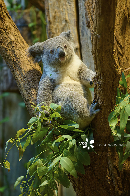 一只考拉悠闲地坐在树上，周围是桉树，考拉（Phascolarctos cinereus）生活在澳大利亚，圈养于德国。图片素材