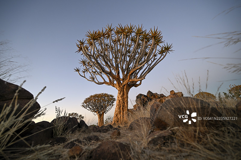 晨光中的箭树（Aloe dichotoma），位于纳米比亚卡拉斯地区基特曼斯胡普附近的箭树森林图片素材