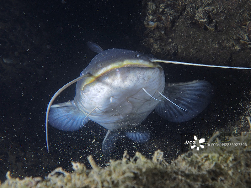 鲶鱼（Silurus glanis）的特写面部，胡须清晰可见，环境昏暗。潜水地点：Zollbrücke，瑞士苏黎世州，莱茵河，高莱茵。图片素材