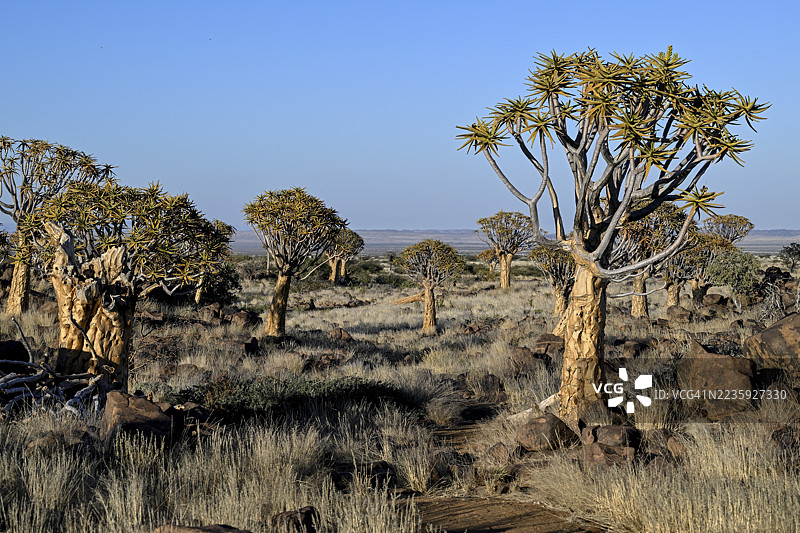 箭筒树（Aloe dichotoma），位于纳米比亚卡拉斯地区基特曼舒普附近的箭筒树森林图片素材