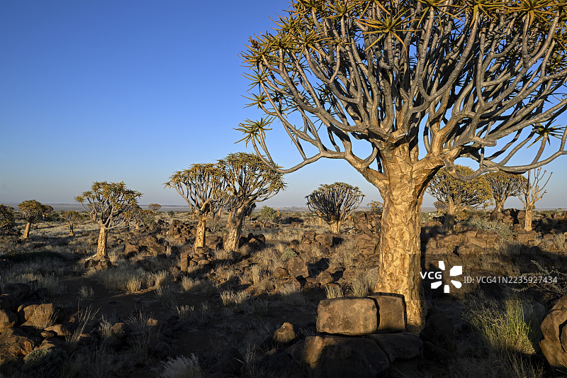 晨光中的箭树（Aloe dichotoma），位于纳米比亚卡拉斯地区基特曼斯胡普附近的箭树森林图片素材