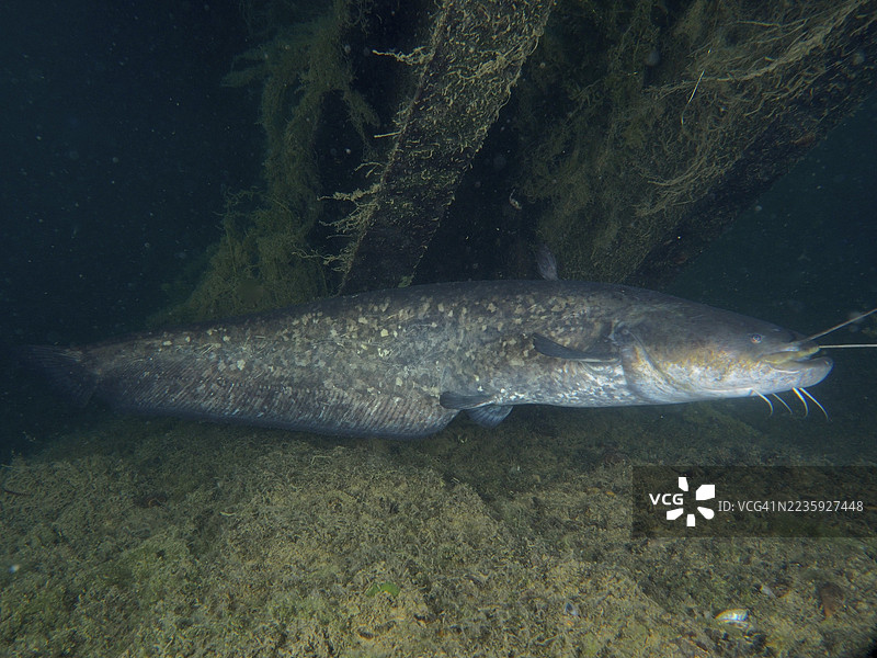 一条长长的鲶鱼（Silurus glanis），也称为瓦勒，静静地栖息在桥梁的支撑梁下，触须清晰可见。潜水地点：Zollbrücke，瑞士苏黎世州，莱茵河，高莱茵，德国。图片素材