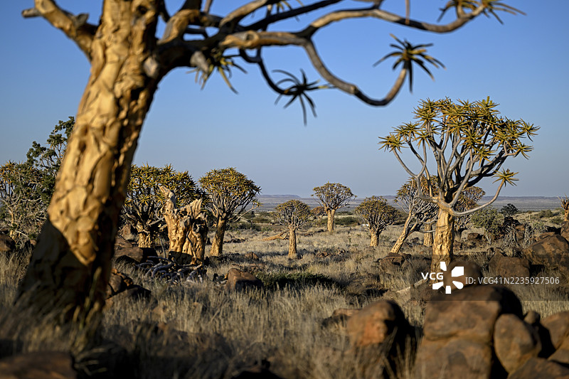 箭筒树（Aloe dichotoma），位于纳米比亚卡拉斯地区基特曼斯胡普附近的箭筒树森林图片素材