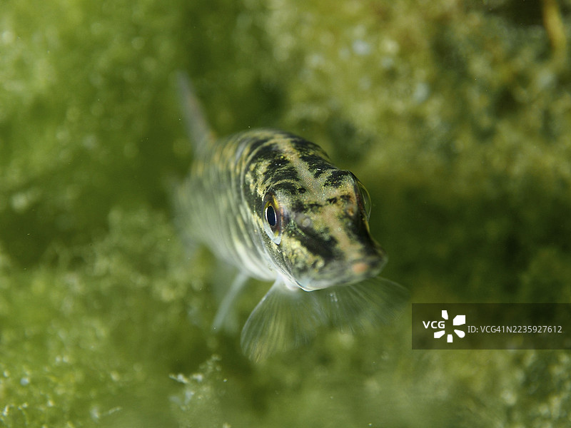 幼年梭鱼(Esox lucius)在富含藻类的水下区域游动,目光炯炯有神。潜水地点:Zollbrücke,瑞士苏黎世州,莱茵河,高莱茵。图片素材