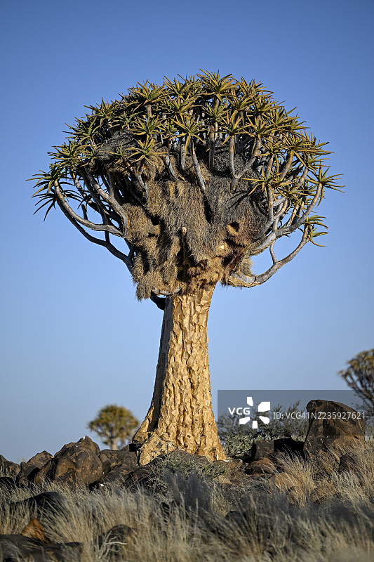 箭筒树（Aloe dichotoma）与织巢鸟的巢，位于纳米比亚卡拉斯地区基特曼斯胡普附近的箭筒树森林图片素材