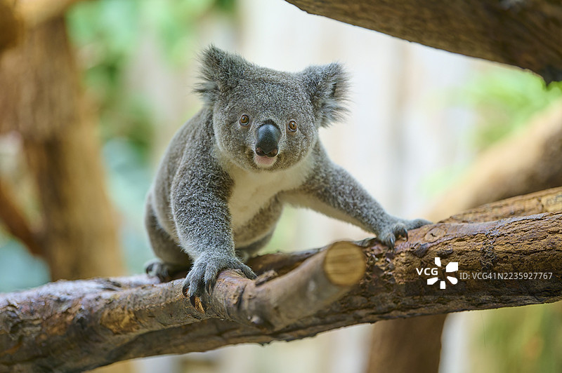 考拉好奇地坐在粗壮的树枝上，周围环绕着植物，考拉（Phascolarctos cinereus），生活在澳大利亚，圈养，德国图片素材