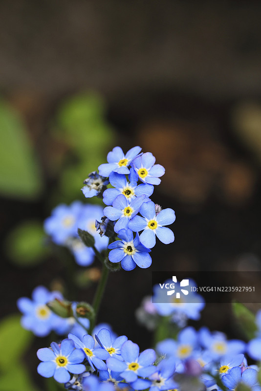 湿地勿忘我(Myosotis palustris),春季盛开的真正勿忘我,德国北莱茵-威斯特法伦州威尔斯多夫图片素材