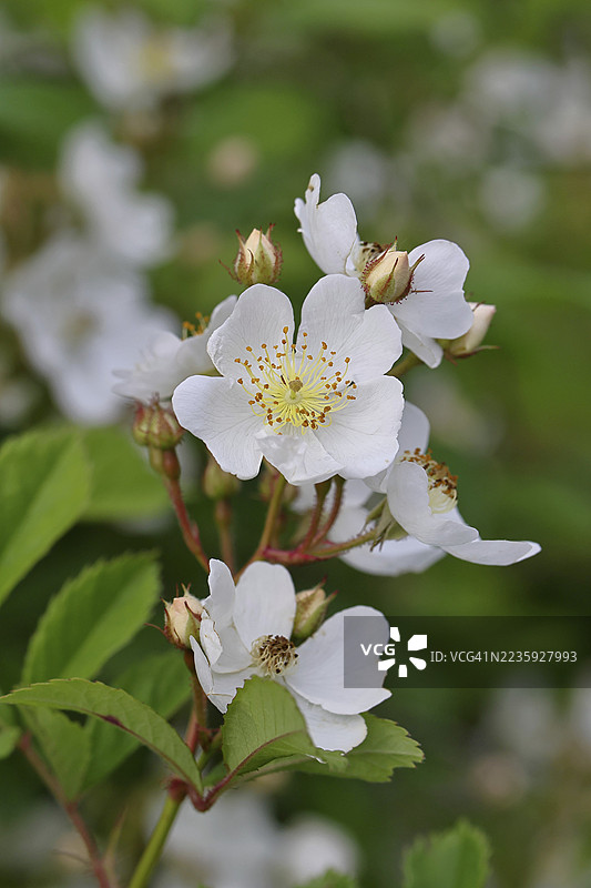刺玫瑰(Rosa spinosissima L.,同义词:Rosa pimpinellifolia L.),也称为沙丘玫瑰、土玫瑰、野玫瑰、燕麦玫瑰、刺玫瑰、尖刺玫瑰和岩玫瑰,是最古老的野生玫瑰种类之一,狗玫瑰,盛开在灌木上,威尔斯多夫,北莱茵。图片素材