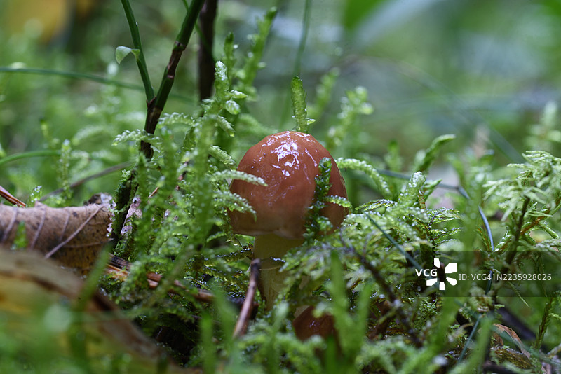 可食用蘑菇图片素材
