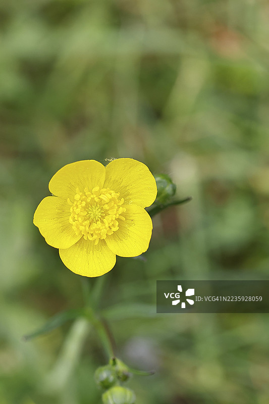 毛茛(Ranunculus acris),草地上的黄色花朵特写,德国北莱茵-威斯特法伦州威尔斯多夫图片素材