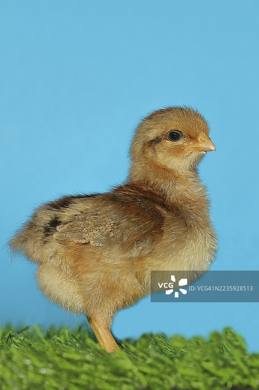 新孵化的家禽（家鸡），小鸡站在草地上，德国北莱茵-威斯特法伦州威尔斯多夫图片素材