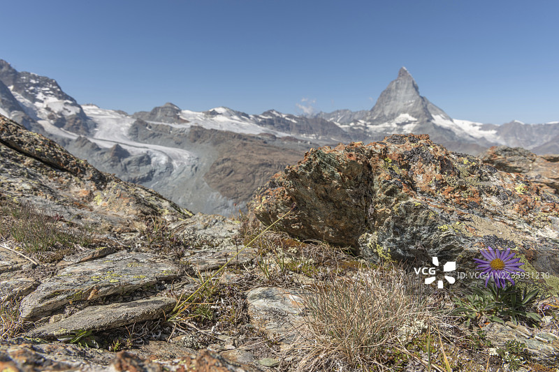 一朵孤独的紫色野花阿尔卑斯菊（Aster alpinus）从岩石地面上挺立，鲜艳的色彩映衬着石头。在明亮的日子里，马特洪峰雄伟地耸立在背景中。采尔马特，瓦莱州，阿尔卑斯山，瑞士图片素材