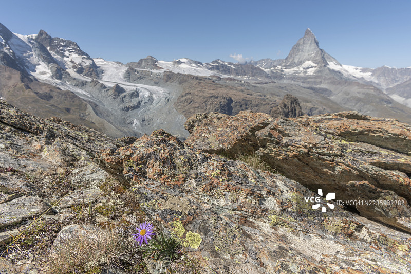 一朵孤独的紫色野花阿尔卑斯菊（Aster alpinus）从岩石地面上挺立，鲜艳的色彩映衬着石头。在明亮的日子里，马特洪峰雄伟地耸立在背景中。采尔马特，瓦莱州，阿尔卑斯山，瑞士图片素材