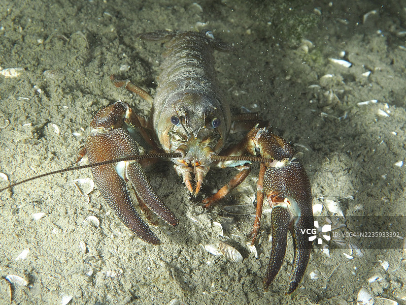 信号小龙虾（Pacifastacus leniusculus），美国小龙虾，入侵物种，正面视角，沙地上。特林登潜水点，库斯纳赫特，苏黎世湖，苏黎世州，瑞士图片素材