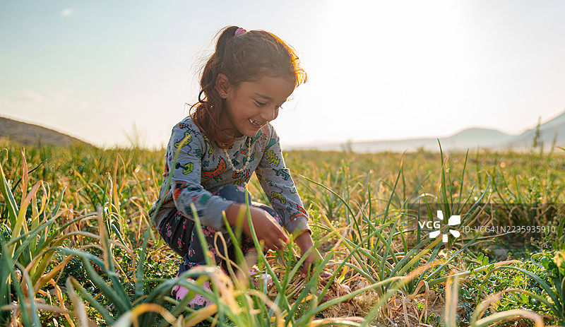 一个穿着卫衣的小女孩正在日落时分在田野里用手采摘新鲜的洋葱。图片素材