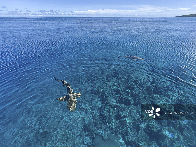 在雅浦岛附近的珊瑚礁上，礁鲨在太平洋水面附近游动，雅浦岛，雅浦州，卡罗琳群岛，联邦密克罗尼西亚，澳大利亚， 大洋洲图片素材