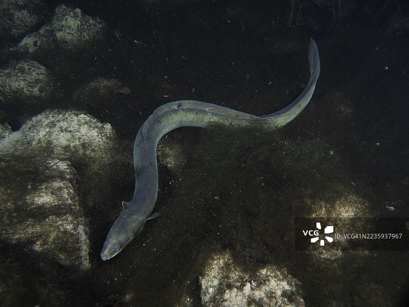 一条欧洲鳗鱼（Anguilla anguilla）在水中扭动着穿过黑色岩石。潜水地点：克洛斯特岛，瑞士苏黎世州，莱茵河，高莱茵。图片素材